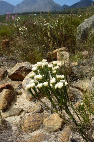 Lachnaea eriocephala